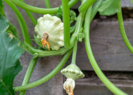 picture with squash of different shapes and sizes, yellow squash flowers, gardening as a hobby, autumn harvest timeの写真素材