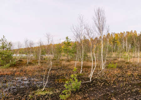 autumn landscape from a peat bog, vegetation characteristic of a developed bog, small deformed birches, autumn colors, Seda moor, Seda, Latviaの写真素材