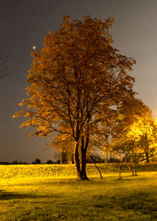 wallpaper with lighted tree at night in the park, beautiful autumn colors, night landscapeの写真素材