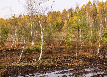 autumn landscape from a peat bog, vegetation characteristic of a developed bog, small deformed birches, autumn colors, Seda moor, Seda, Latviaの写真素材