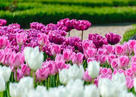 Gorgeous, colorful, bright tulip flowers in the park, spring awakens various flowers and plants to bloom in natureの写真素材