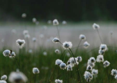 gentle, white bog flowers, green background, sunny summer morning, fog in the background, marshy lake shore, Eriophorum vaginatumの写真素材