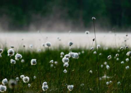 gentle, white bog flowers, green background, sunny summer morning, fog in the background, marshy...
