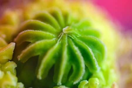 Macro shot of poppy flower, close-up of poppy head, with pollen and immature poppy capsule inside, selective focus.の写真素材