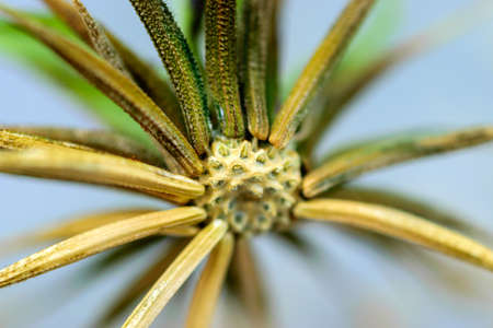 Close-up view of a textured dandelion seed, macroの写真素材