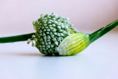 picture with white onion flower, texture of tiny flowers, light backgroundの写真素材