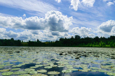 view of a small pond, green water lily leaves, reflections of clouds on the surface of the lake,...