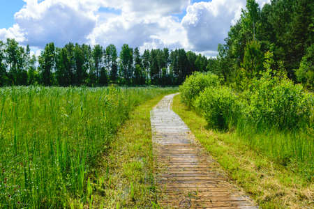 wooden footbridges, swampy lake shore, marsh plant vegetation, Lake Bilska, Smiltenes county, Latvia