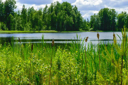 summer landscape with a swampy lake shore, plant vegetation characteristic of a swamp, bright green colors, plants in full summer maturityの写真素材