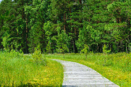 wooden footbridges, swampy lake shore, marsh plant vegetation, Lake Bilska, Smiltenes county, Latvia