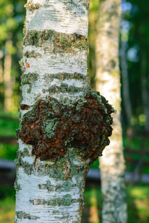 Chaga mushroom on a birch trunk. Dried chaga, which slows down the aging process, lowers...