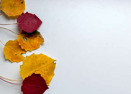 beautiful, colored aspen tree leaves on a light background, autumn colors, suitable for walpaperの写真素材
