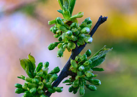 first spring buds of a cherry tree, blurred background, spring in the garden and in natureの写真素材