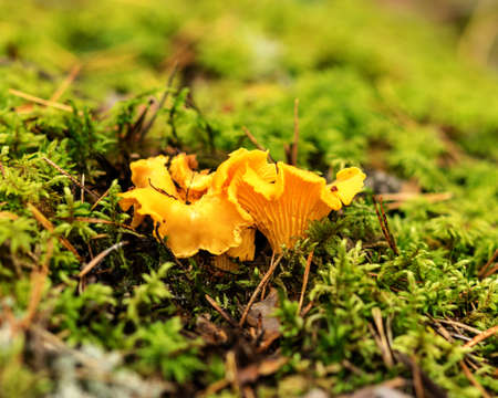 Wild mushroom in the forest, traditional forest background with grass, moss, lichens and dry...