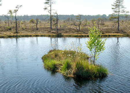 beautiful swamp landscape with blue sky and water, traditional swamp plants, mosses and trees, bog...