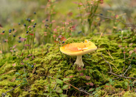 natural forest background, wild mushroom in the forest, traditional forest background with grass, moss, lichens and dry branches, autumn forest texture, autumnの写真素材