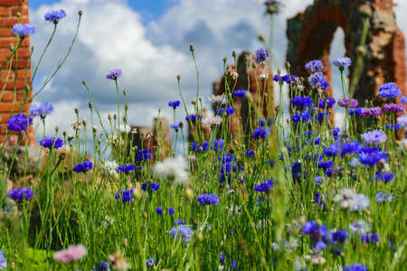 Cornflowers on a wheat field, colorful cornflower field, summer landscapeの写真素材