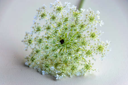 close up view of beautiful white wild carrot flower, macro picture
