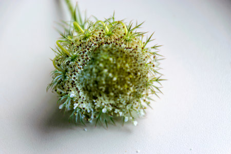 close up view of beautiful white wild carrot flower, macro pictureの写真素材