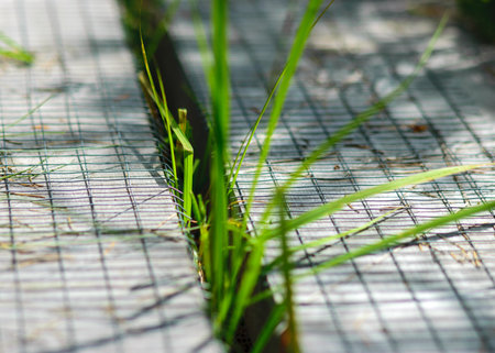 natural wood background with wild swamp plants, naturally formed