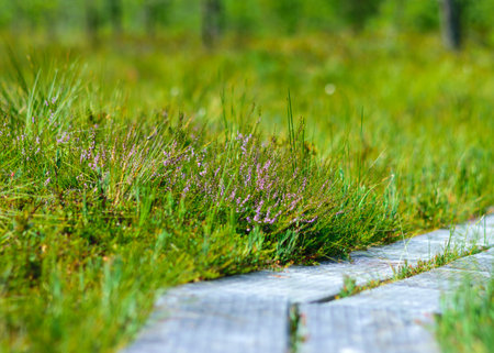 fragment of a wooden boardwalk for a walk through the bog, exploring the bog, bog plants, grass, moss, summer time in the bogの写真素材