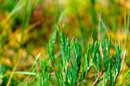 marsh vegetation, moss, grass, various marsh plants, close-up view, suitable for backgroundの写真素材