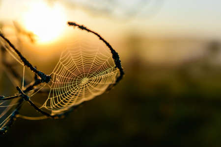 spider web against sunrise in swamp with fog, spider web trap,
spider web in the pine forest, spider kingdom in the swamp, morning dew, silence, peace, bliss, Madiesenu marsh, Latviaの写真素材