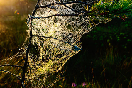 spider web against sunrise in swamp with fog, spider web trap,spider web in the pine forest, spider...