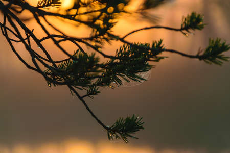 swamp pine silhouettes against morning sun, foggy swamp landscape with marsh pines and traditional bog vegetation, blurred background, fog in swamp, duskの写真素材
