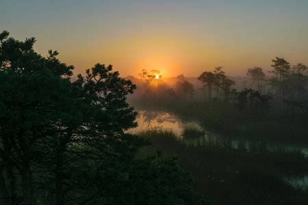 warm sun sunrise in swamp landscape, foggy bog with summer colors, natural swamp vegetation, swamp pines, beautiful view of marsh in the morningの写真素材