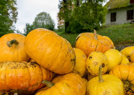 bright picture with yellow and orange pumpkins, pumpkin stack on wooden boards, pumpkin close-up, autumn harvest time, preparing for Halloweenの写真素材