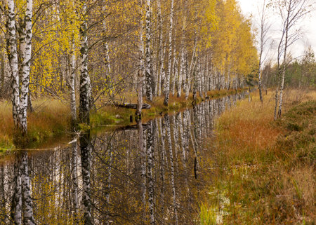 autumn landscape with a bog ditch, colorful trees on the side of the ditch, white birch trunks and yellow leaves reflected in the water of a dark bog ditch, Seda moor, Seda, Latviaの写真素材