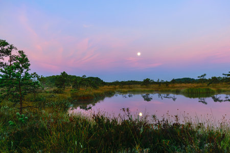 a wonderful sunrise picture with a gorgeous sky, a marsh at sunrise, a moon setting in the sky, dark silhouettes of marsh trees in the morning twilightの写真素材
