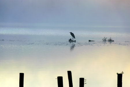 abstract fog picture with trees of old footbridge, reflection in water, wooden piles in lakeの写真素材
