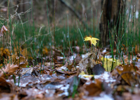 first snow on the ground, green grass, brown tree leaves, ground background, autumnの写真素材