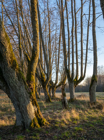landscape with a beautiful wooden alley, the alley path has grown into the hall, beautiful setting...