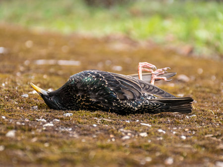picture of a dead starling who has suffered an accident, variegated backgroundの写真素材