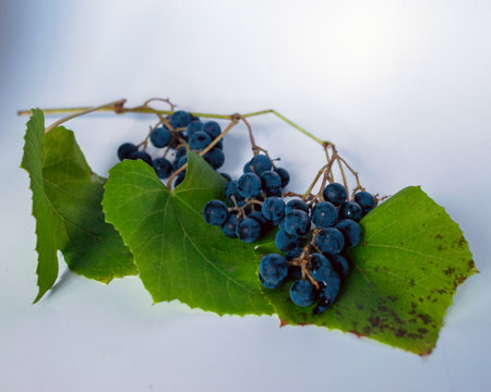 picture with grapes of different shapes and colors on the table, grape tasting and tasting conceptの写真素材