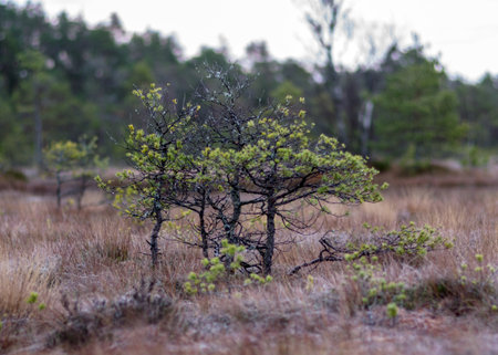 dusk morning in the swamp, first frost on moss mosses, lichens and grass, dark tree silhouettes,...