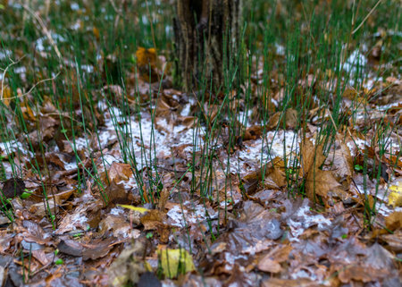 first snow on the ground, green grass, brown tree leaves, ground background, autumnの写真素材