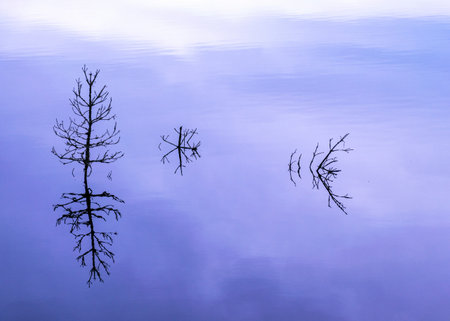 silhouettes of old dead tree branches in the lake, flooded forest, swamp