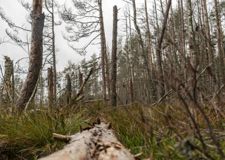 various old and rotten trees and tree branches on the shore of a swampy lake, flooded forest area, bog backgroundの写真素材