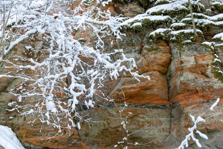 Cold winter day in the forest. Landscape with frozen plants, trees and red sandstone rock wall, Red Cliffs, CÄsis, Latviaの写真素材