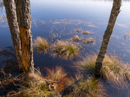 bog landscape with tree trunks in water, flooded lake in spring