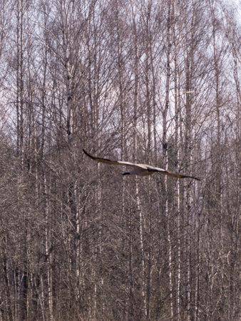 flying cranberries on a blurred background of bushes, foreground blurredの写真素材