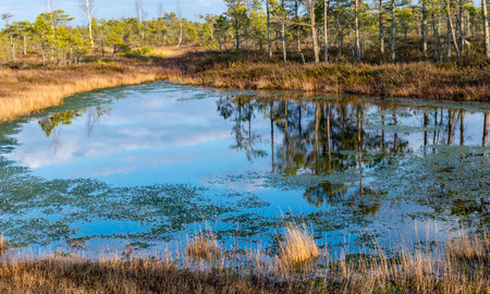 landscape with blue swamp lakes surrounded by small pine and birch trees and green moss on spring...