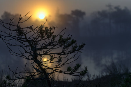 tree branch silhouettes at sunrise, backlight, misty bog landscape with swamp pines and traditional bog vegetation, fuzzy background, fog in bog, duskの写真素材