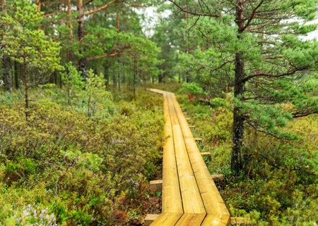 rainy day, rainy background, traditional bog landscape, wet wooden footbridge, swamp grass and moss,...