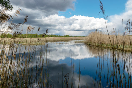 spring landscape with a developed bog lake, swampy meadows and bogs wonderful cumulus clouds and...