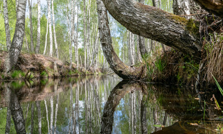 landscape with a swamp ditch, white birches along the edges, swamp grass and moss, wonderful reflections in the dark swamp waterの写真素材